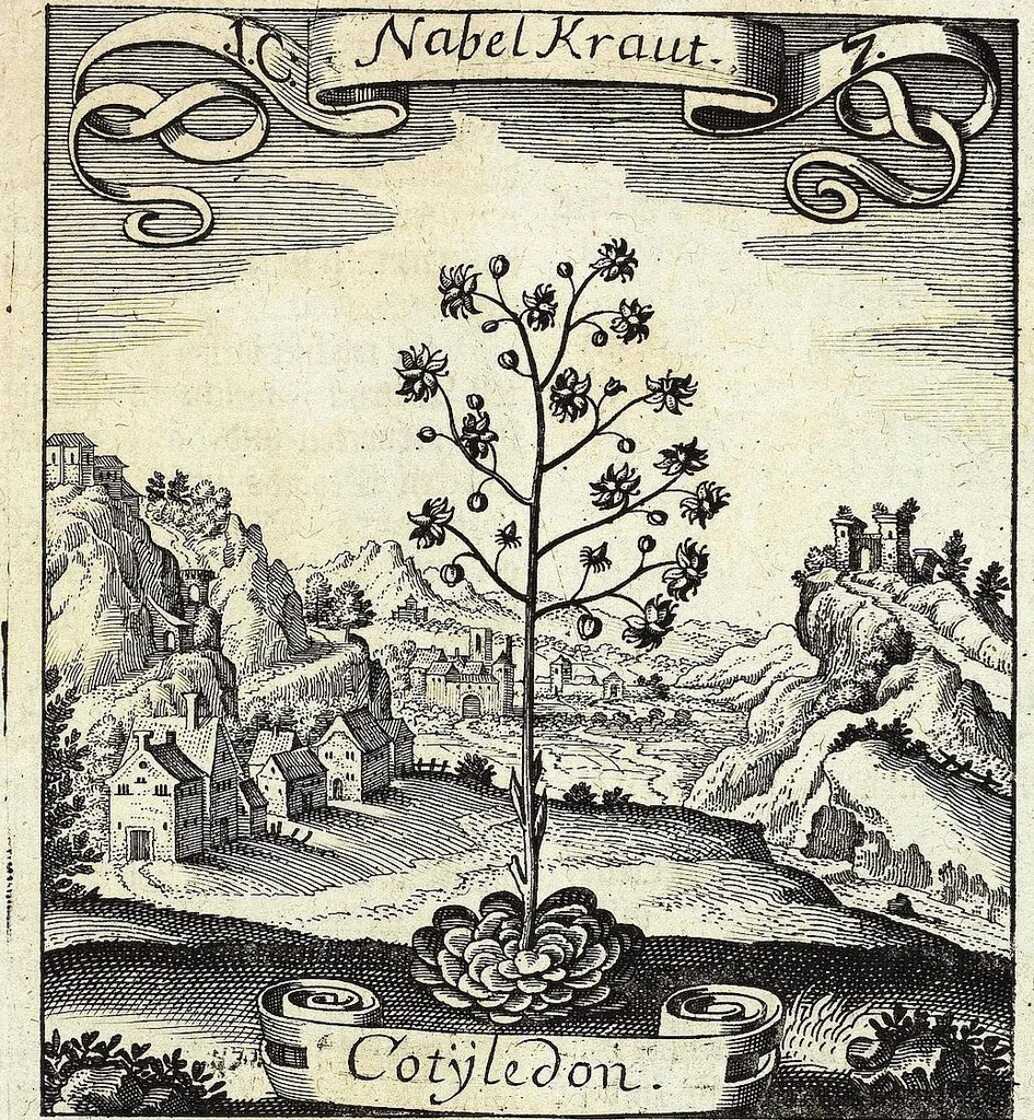 An illustration from Viridarium Reformatum, Seu Regnum Vegetabile, Das ist: Neu-eingerichtetes und Vollständiges Kräuter-Buch: Worinnen auff noch nicht geschehene Weise Derer Vegetabilien, als Kräutern, Sträuchen, Bäumen, Bluhmen und anderer Erd-Gewachsen Art, Krafft und Würckung dergestalt beschrieben werden, daß man dieses Werck statt einer Botanischen Bibliothec haben ... kan, 1719, leaf 45