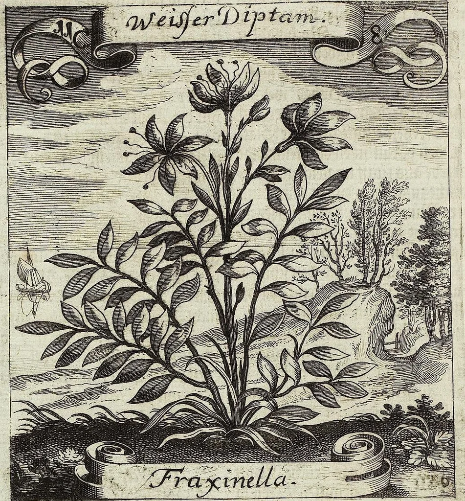 An illustration from Viridarium Reformatum, Seu Regnum Vegetabile, Das ist: Neu-eingerichtetes und Vollständiges Kräuter-Buch: Worinnen auff noch nicht geschehene Weise Derer Vegetabilien, als Kräutern, Sträuchen, Bäumen, Bluhmen und anderer Erd-Gewachsen Art, Krafft und Würckung dergestalt beschrieben werden, daß man dieses Werck statt einer Botanischen Bibliothec haben ... kan, 1719, leaf 450