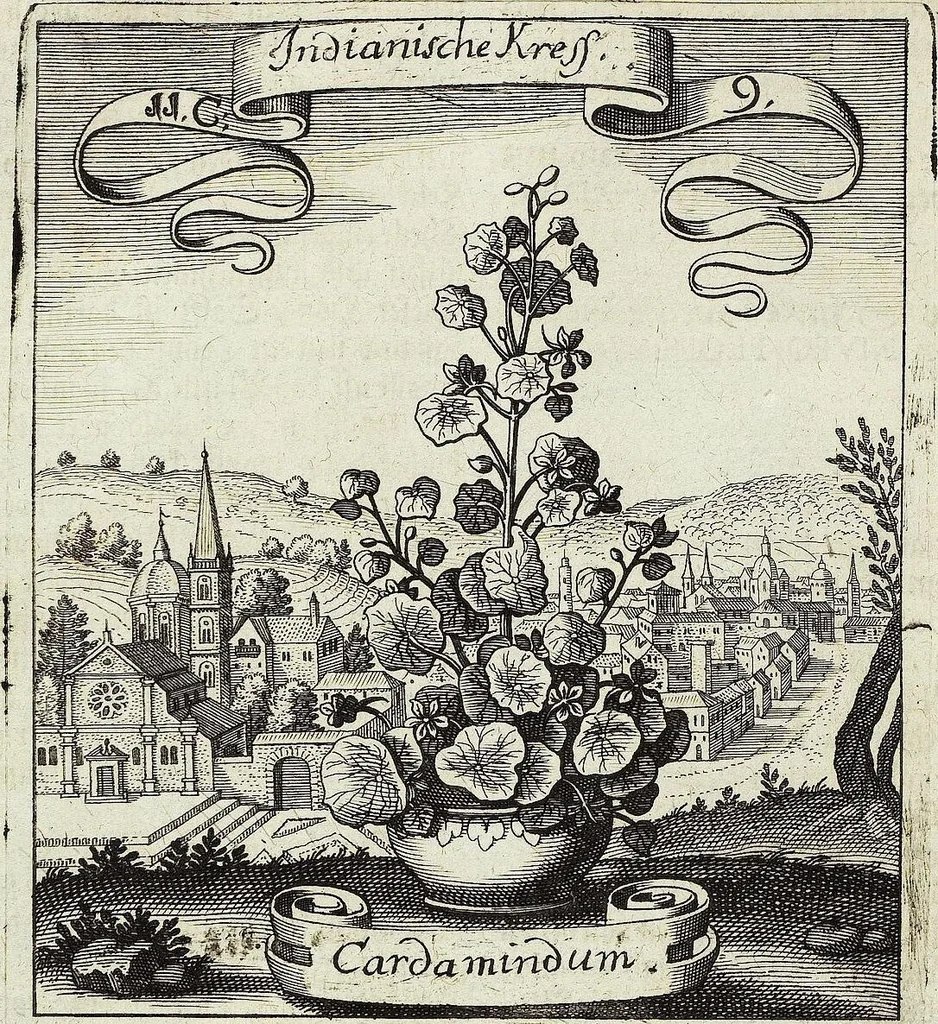 An illustration from Viridarium Reformatum, Seu Regnum Vegetabile, Das ist: Neu-eingerichtetes und Vollständiges Kräuter-Buch: Worinnen auff noch nicht geschehene Weise Derer Vegetabilien, als Kräutern, Sträuchen, Bäumen, Bluhmen und anderer Erd-Gewachsen Art, Krafft und Würckung dergestalt beschrieben werden, daß man dieses Werck statt einer Botanischen Bibliothec haben ... kan, 1719, leaf 452