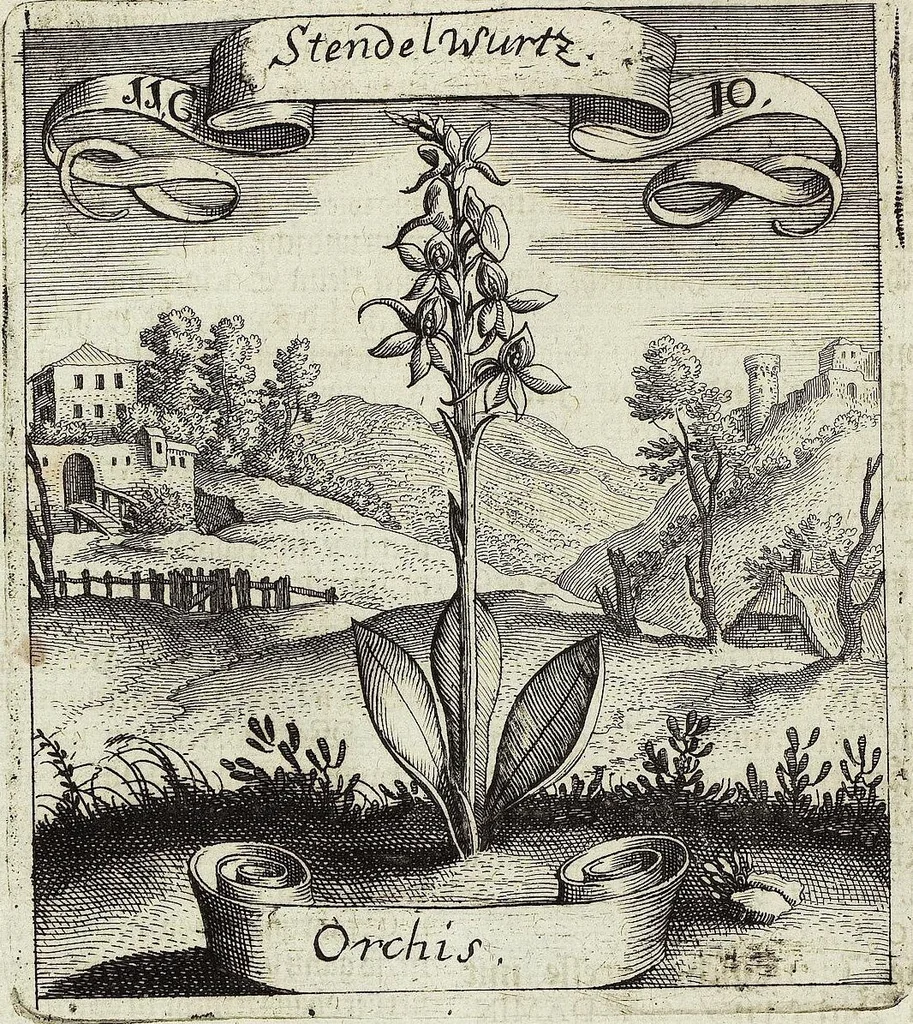 An illustration from Viridarium Reformatum, Seu Regnum Vegetabile, Das ist: Neu-eingerichtetes und Vollständiges Kräuter-Buch: Worinnen auff noch nicht geschehene Weise Derer Vegetabilien, als Kräutern, Sträuchen, Bäumen, Bluhmen und anderer Erd-Gewachsen Art, Krafft und Würckung dergestalt beschrieben werden, daß man dieses Werck statt einer Botanischen Bibliothec haben ... kan, 1719, leaf 454