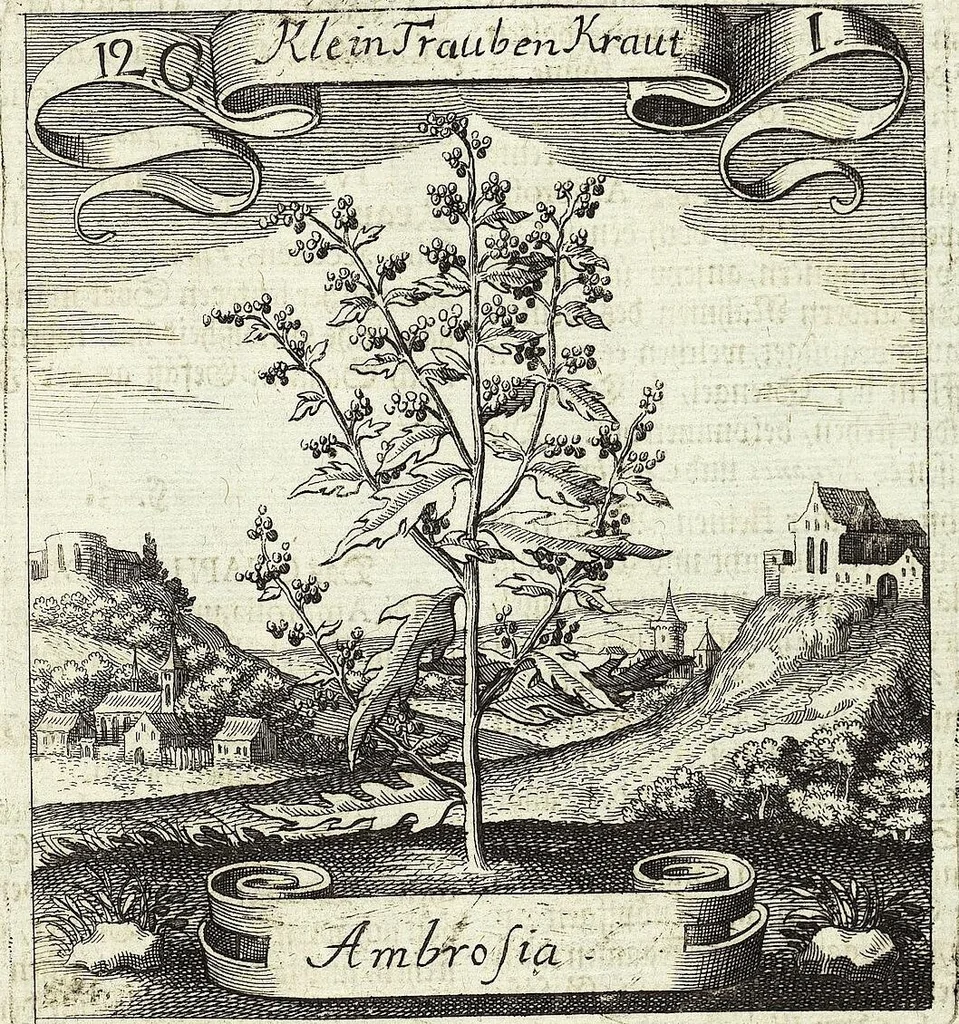 An illustration from Viridarium Reformatum, Seu Regnum Vegetabile, Das ist: Neu-eingerichtetes und Vollständiges Kräuter-Buch: Worinnen auff noch nicht geschehene Weise Derer Vegetabilien, als Kräutern, Sträuchen, Bäumen, Bluhmen und anderer Erd-Gewachsen Art, Krafft und Würckung dergestalt beschrieben werden, daß man dieses Werck statt einer Botanischen Bibliothec haben ... kan, 1719, leaf 459