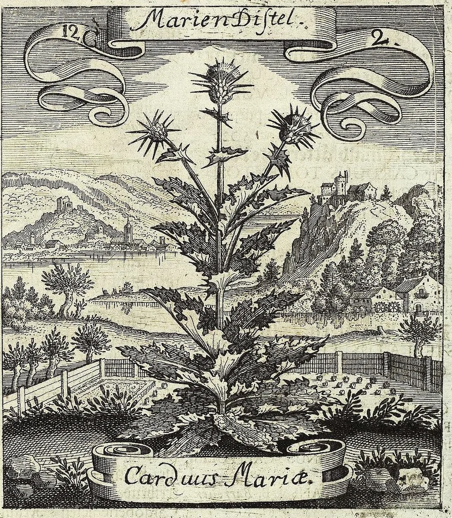 An illustration from Viridarium Reformatum, Seu Regnum Vegetabile, Das ist: Neu-eingerichtetes und Vollständiges Kräuter-Buch: Worinnen auff noch nicht geschehene Weise Derer Vegetabilien, als Kräutern, Sträuchen, Bäumen, Bluhmen und anderer Erd-Gewachsen Art, Krafft und Würckung dergestalt beschrieben werden, daß man dieses Werck statt einer Botanischen Bibliothec haben ... kan, 1719, leaf 461