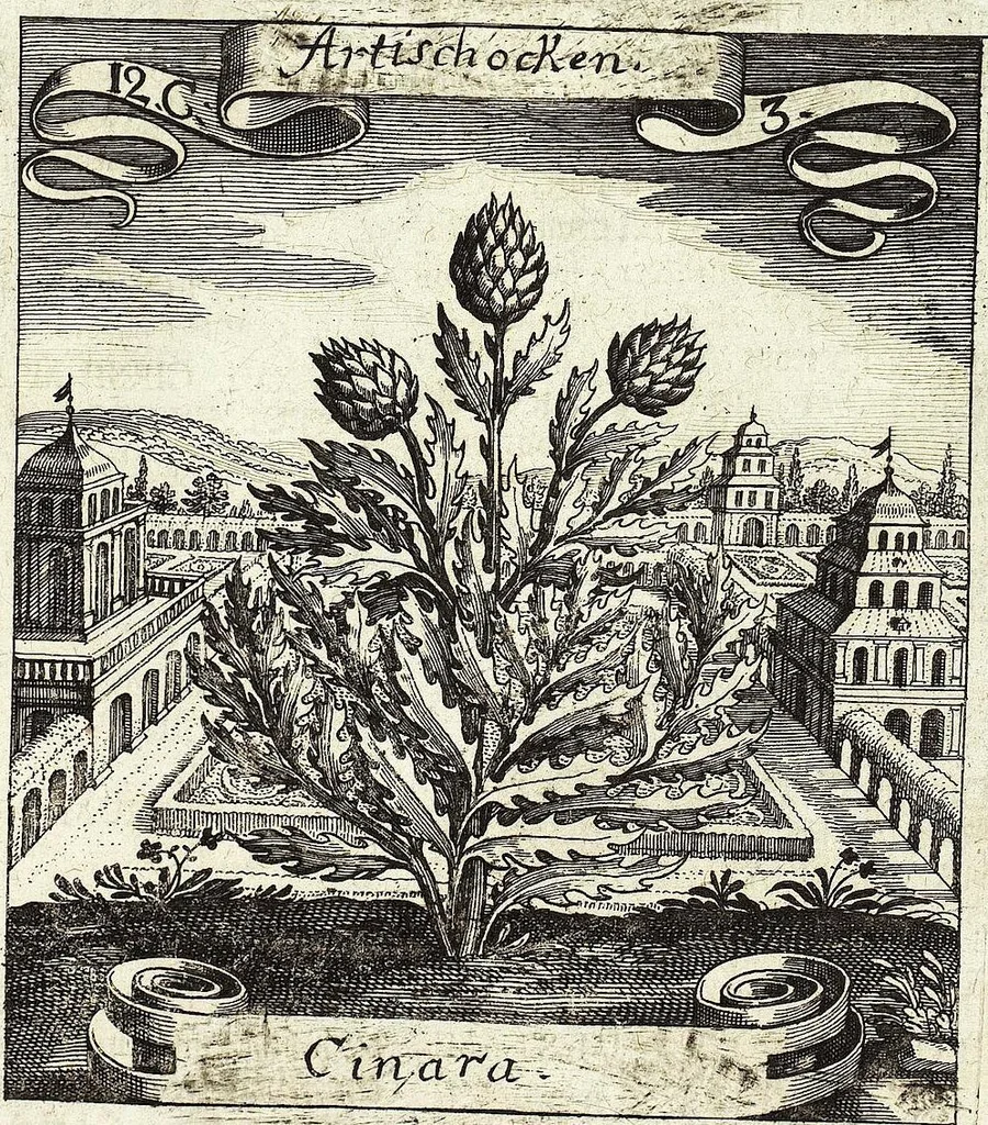 An illustration from Viridarium Reformatum, Seu Regnum Vegetabile, Das ist: Neu-eingerichtetes und Vollständiges Kräuter-Buch: Worinnen auff noch nicht geschehene Weise Derer Vegetabilien, als Kräutern, Sträuchen, Bäumen, Bluhmen und anderer Erd-Gewachsen Art, Krafft und Würckung dergestalt beschrieben werden, daß man dieses Werck statt einer Botanischen Bibliothec haben ... kan, 1719, leaf 463