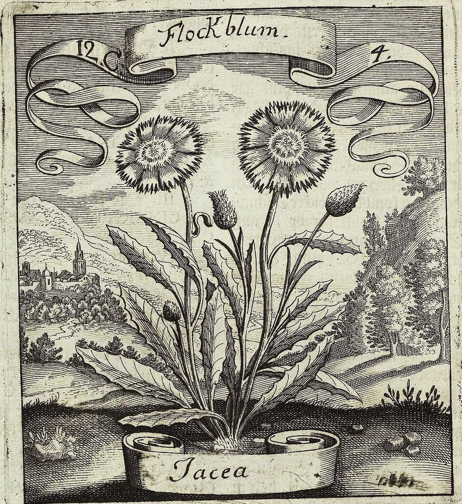 An illustration from Viridarium Reformatum, Seu Regnum Vegetabile, Das ist: Neu-eingerichtetes und Vollständiges Kräuter-Buch: Worinnen auff noch nicht geschehene Weise Derer Vegetabilien, als Kräutern, Sträuchen, Bäumen, Bluhmen und anderer Erd-Gewachsen Art, Krafft und Würckung dergestalt beschrieben werden, daß man dieses Werck statt einer Botanischen Bibliothec haben ... kan, 1719, leaf 466