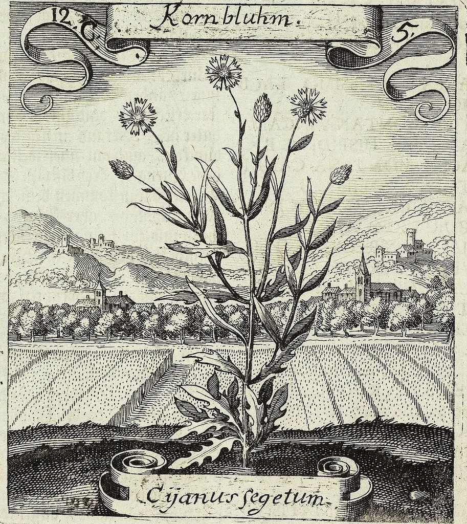 An illustration from Viridarium Reformatum, Seu Regnum Vegetabile, Das ist: Neu-eingerichtetes und Vollständiges Kräuter-Buch: Worinnen auff noch nicht geschehene Weise Derer Vegetabilien, als Kräutern, Sträuchen, Bäumen, Bluhmen und anderer Erd-Gewachsen Art, Krafft und Würckung dergestalt beschrieben werden, daß man dieses Werck statt einer Botanischen Bibliothec haben ... kan, 1719, leaf 468