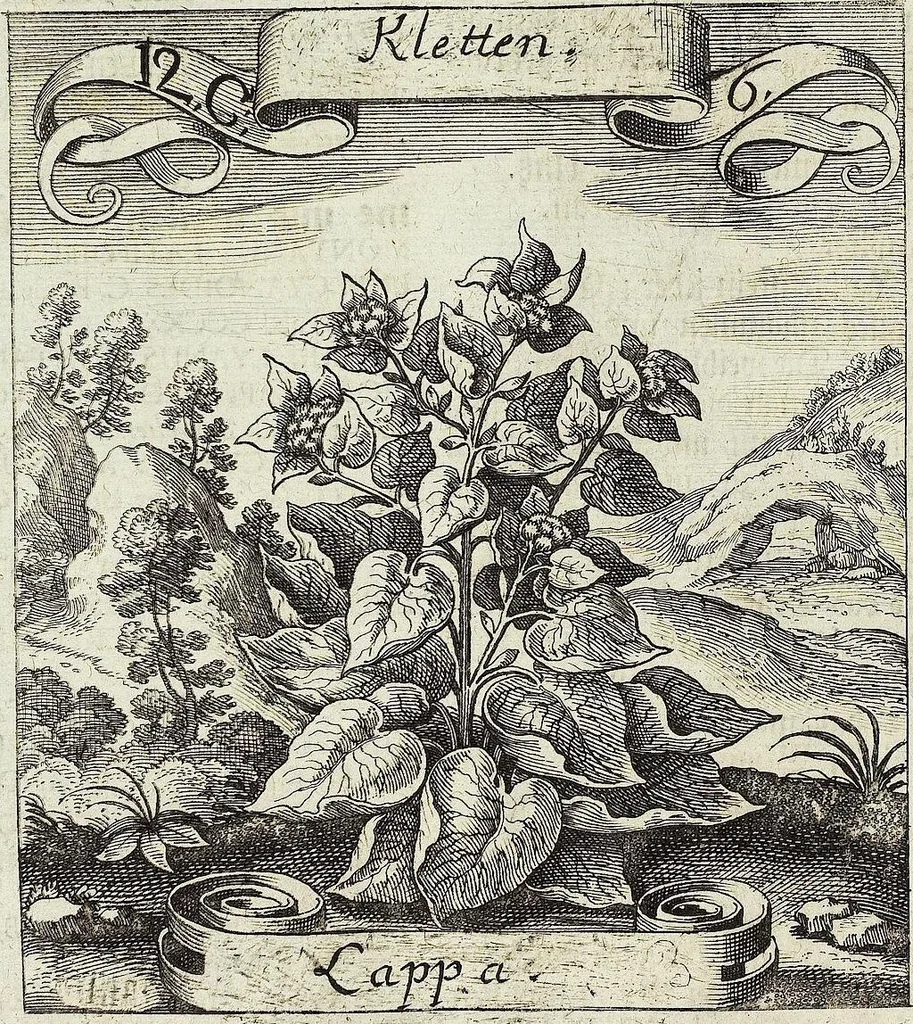 An illustration from Viridarium Reformatum, Seu Regnum Vegetabile, Das ist: Neu-eingerichtetes und Vollständiges Kräuter-Buch: Worinnen auff noch nicht geschehene Weise Derer Vegetabilien, als Kräutern, Sträuchen, Bäumen, Bluhmen und anderer Erd-Gewachsen Art, Krafft und Würckung dergestalt beschrieben werden, daß man dieses Werck statt einer Botanischen Bibliothec haben ... kan, 1719, leaf 470