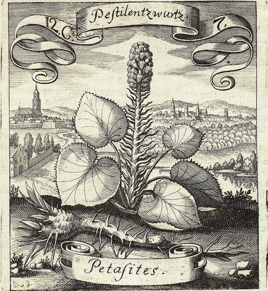 An illustration from Viridarium Reformatum, Seu Regnum Vegetabile, Das ist: Neu-eingerichtetes und Vollständiges Kräuter-Buch: Worinnen auff noch nicht geschehene Weise Derer Vegetabilien, als Kräutern, Sträuchen, Bäumen, Bluhmen und anderer Erd-Gewachsen Art, Krafft und Würckung dergestalt beschrieben werden, daß man dieses Werck statt einer Botanischen Bibliothec haben ... kan, 1719, leaf 473