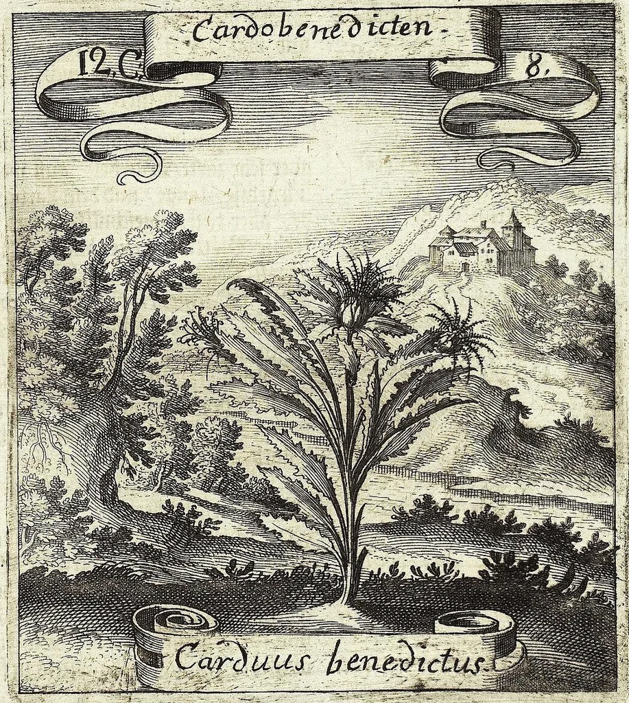 An illustration from Viridarium Reformatum, Seu Regnum Vegetabile, Das ist: Neu-eingerichtetes und Vollständiges Kräuter-Buch: Worinnen auff noch nicht geschehene Weise Derer Vegetabilien, als Kräutern, Sträuchen, Bäumen, Bluhmen und anderer Erd-Gewachsen Art, Krafft und Würckung dergestalt beschrieben werden, daß man dieses Werck statt einer Botanischen Bibliothec haben ... kan, 1719, leaf 475