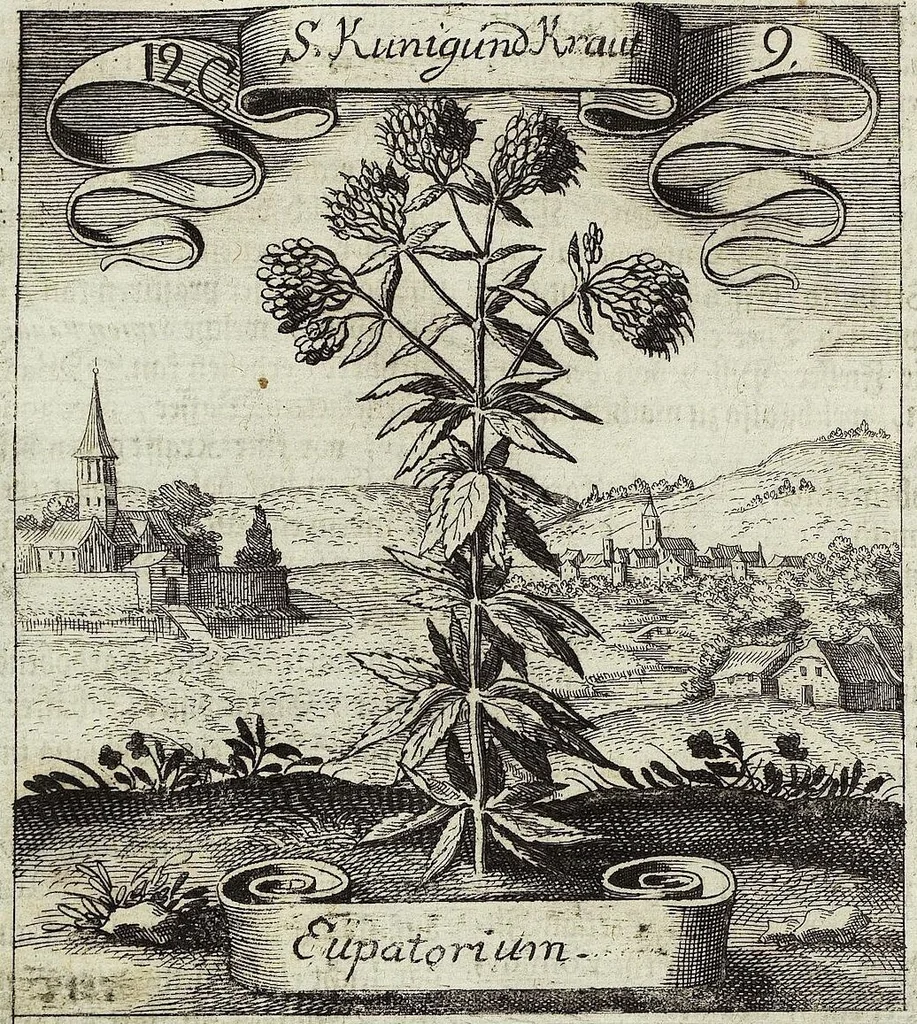 An illustration from Viridarium Reformatum, Seu Regnum Vegetabile, Das ist: Neu-eingerichtetes und Vollständiges Kräuter-Buch: Worinnen auff noch nicht geschehene Weise Derer Vegetabilien, als Kräutern, Sträuchen, Bäumen, Bluhmen und anderer Erd-Gewachsen Art, Krafft und Würckung dergestalt beschrieben werden, daß man dieses Werck statt einer Botanischen Bibliothec haben ... kan, 1719, leaf 478