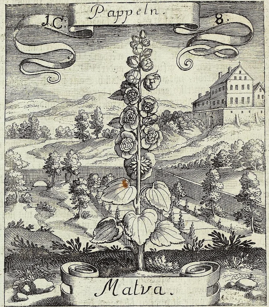 An illustration from Viridarium Reformatum, Seu Regnum Vegetabile, Das ist: Neu-eingerichtetes und Vollständiges Kräuter-Buch: Worinnen auff noch nicht geschehene Weise Derer Vegetabilien, als Kräutern, Sträuchen, Bäumen, Bluhmen und anderer Erd-Gewachsen Art, Krafft und Würckung dergestalt beschrieben werden, daß man dieses Werck statt einer Botanischen Bibliothec haben ... kan, 1719, leaf 48