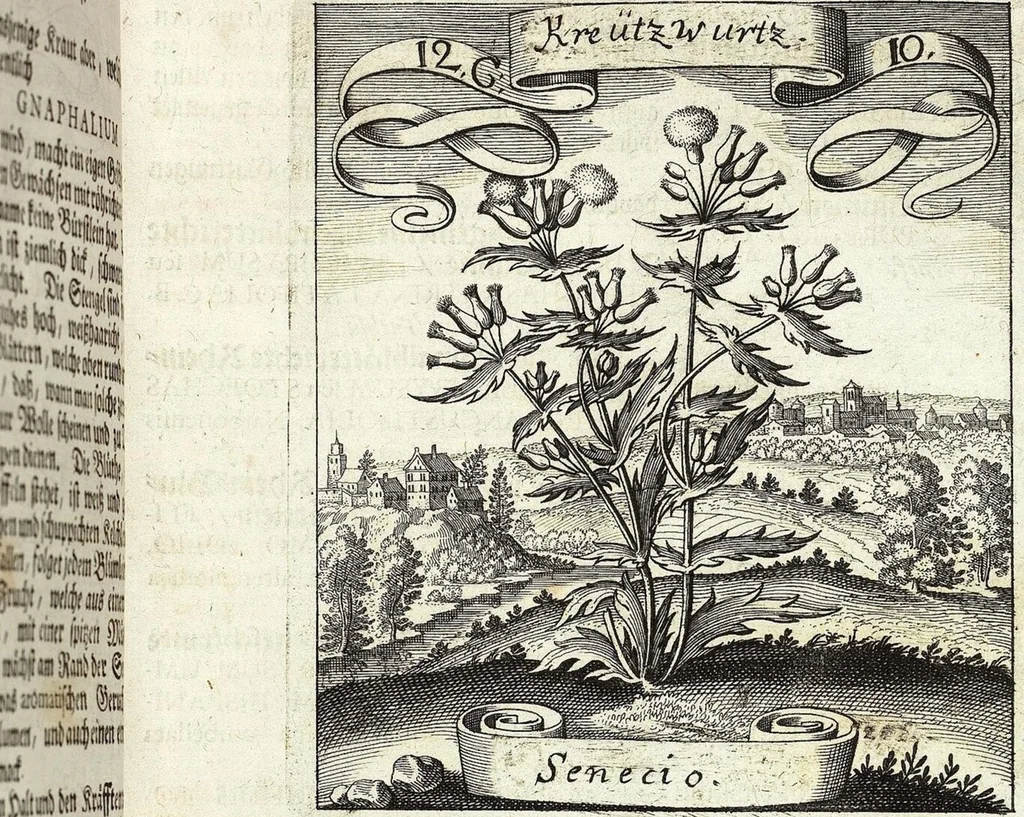 An illustration from Viridarium Reformatum, Seu Regnum Vegetabile, Das ist: Neu-eingerichtetes und Vollständiges Kräuter-Buch: Worinnen auff noch nicht geschehene Weise Derer Vegetabilien, als Kräutern, Sträuchen, Bäumen, Bluhmen und anderer Erd-Gewachsen Art, Krafft und Würckung dergestalt beschrieben werden, daß man dieses Werck statt einer Botanischen Bibliothec haben ... kan, 1719, leaf 481