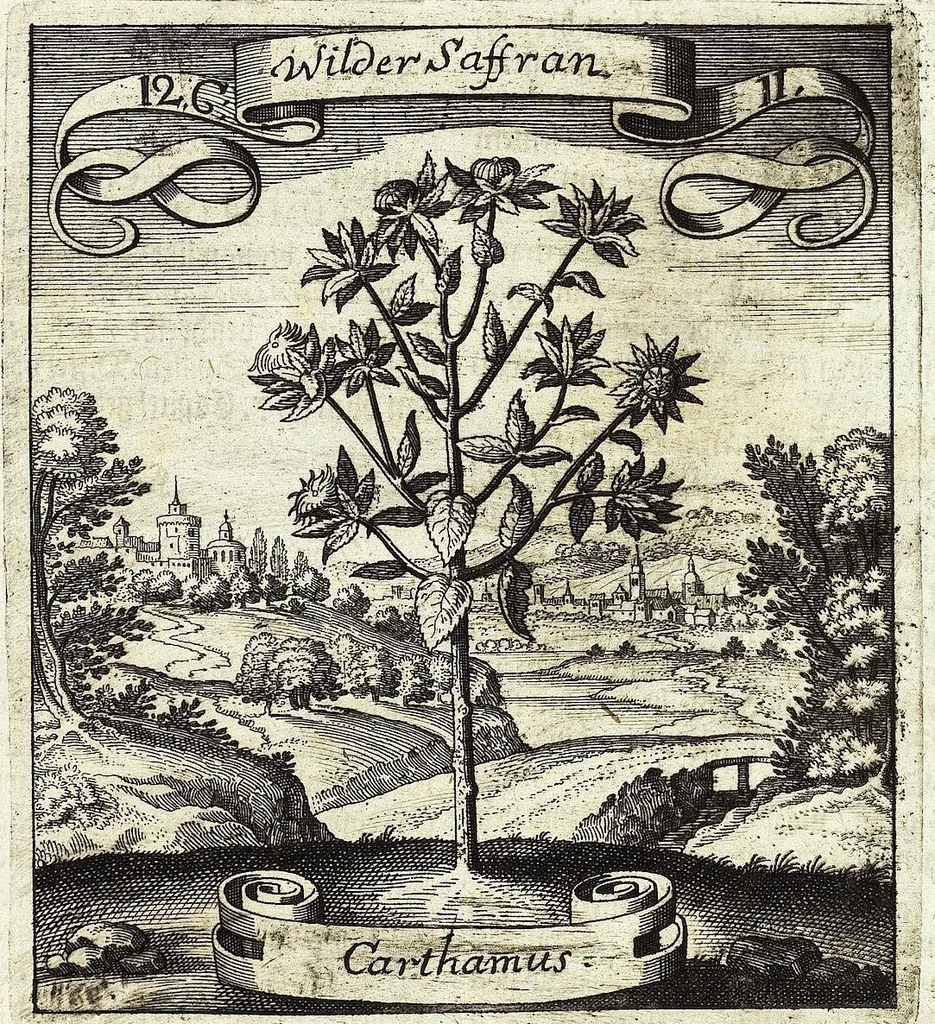 An illustration from Viridarium Reformatum, Seu Regnum Vegetabile, Das ist: Neu-eingerichtetes und Vollständiges Kräuter-Buch: Worinnen auff noch nicht geschehene Weise Derer Vegetabilien, als Kräutern, Sträuchen, Bäumen, Bluhmen und anderer Erd-Gewachsen Art, Krafft und Würckung dergestalt beschrieben werden, daß man dieses Werck statt einer Botanischen Bibliothec haben ... kan, 1719, leaf 483
