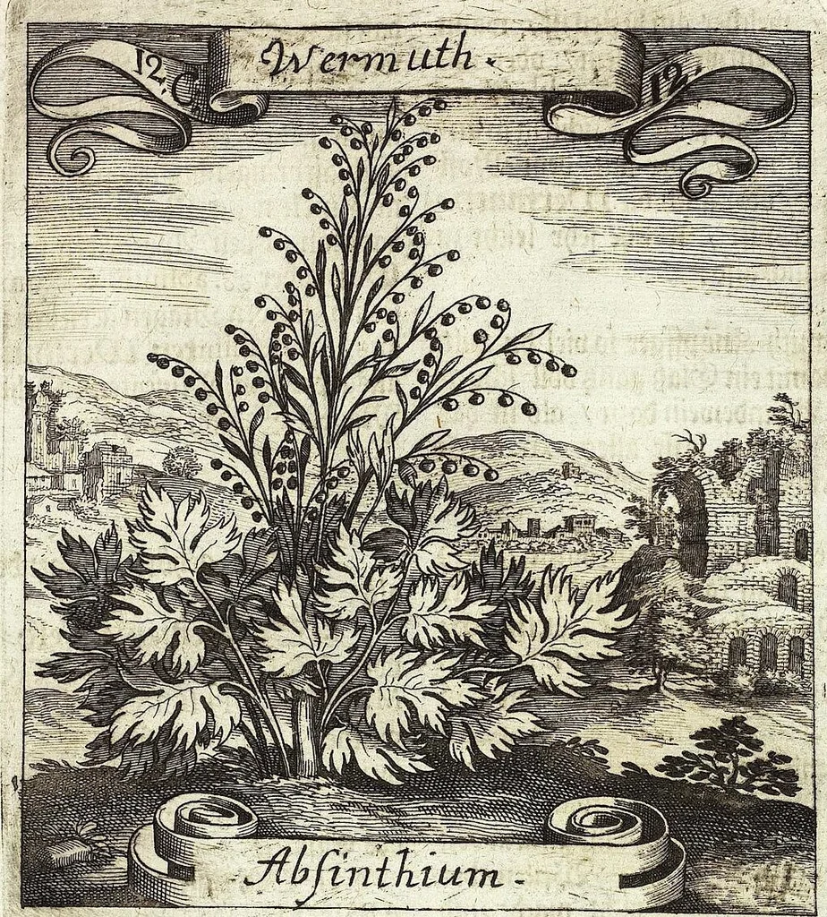 An illustration from Viridarium Reformatum, Seu Regnum Vegetabile, Das ist: Neu-eingerichtetes und Vollständiges Kräuter-Buch: Worinnen auff noch nicht geschehene Weise Derer Vegetabilien, als Kräutern, Sträuchen, Bäumen, Bluhmen und anderer Erd-Gewachsen Art, Krafft und Würckung dergestalt beschrieben werden, daß man dieses Werck statt einer Botanischen Bibliothec haben ... kan, 1719, leaf 485