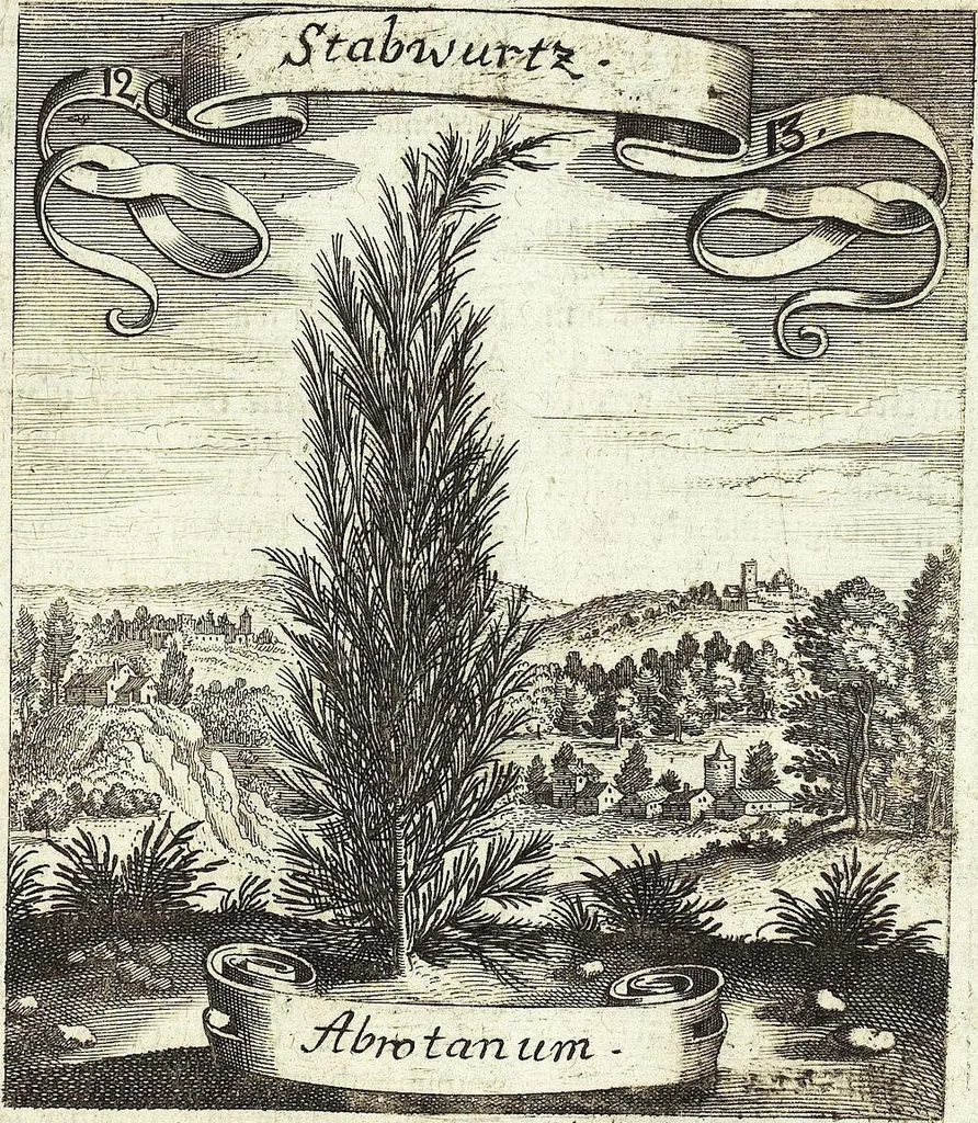 An illustration from Viridarium Reformatum, Seu Regnum Vegetabile, Das ist: Neu-eingerichtetes und Vollständiges Kräuter-Buch: Worinnen auff noch nicht geschehene Weise Derer Vegetabilien, als Kräutern, Sträuchen, Bäumen, Bluhmen und anderer Erd-Gewachsen Art, Krafft und Würckung dergestalt beschrieben werden, daß man dieses Werck statt einer Botanischen Bibliothec haben ... kan, 1719, leaf 487