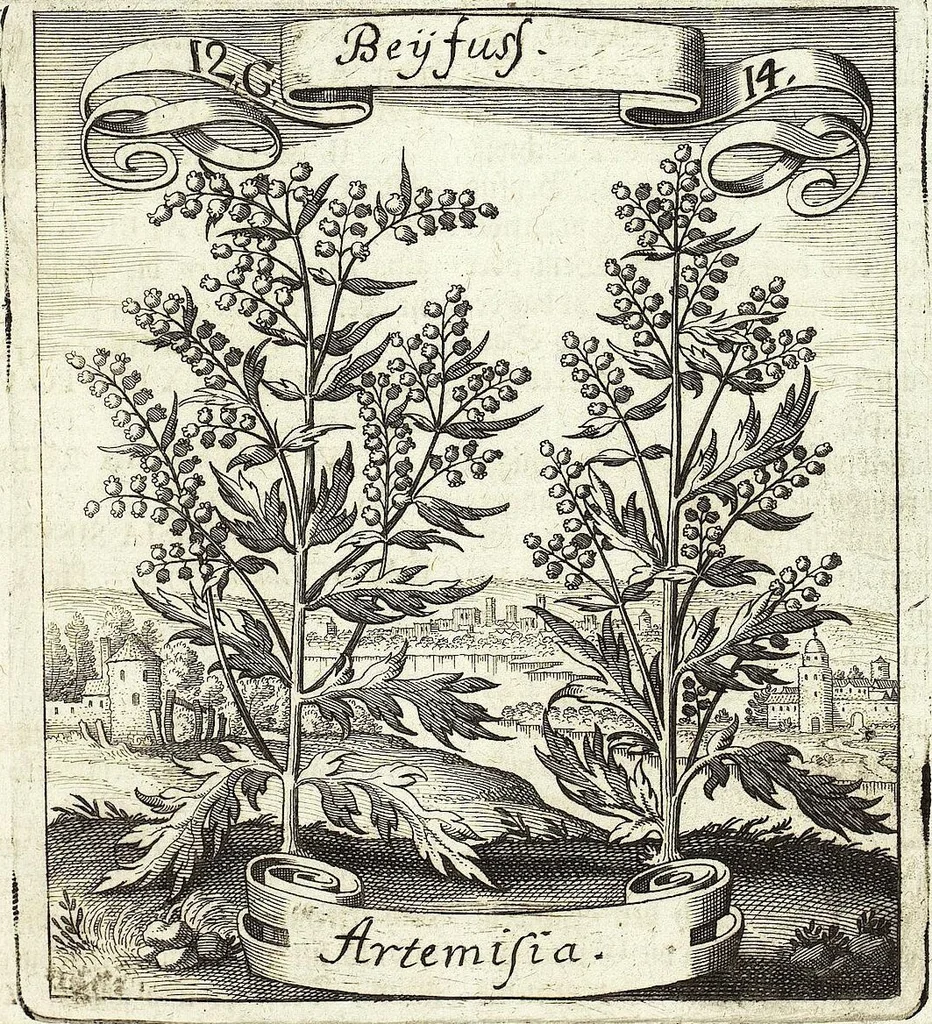An illustration from Viridarium Reformatum, Seu Regnum Vegetabile, Das ist: Neu-eingerichtetes und Vollständiges Kräuter-Buch: Worinnen auff noch nicht geschehene Weise Derer Vegetabilien, als Kräutern, Sträuchen, Bäumen, Bluhmen und anderer Erd-Gewachsen Art, Krafft und Würckung dergestalt beschrieben werden, daß man dieses Werck statt einer Botanischen Bibliothec haben ... kan, 1719, leaf 489