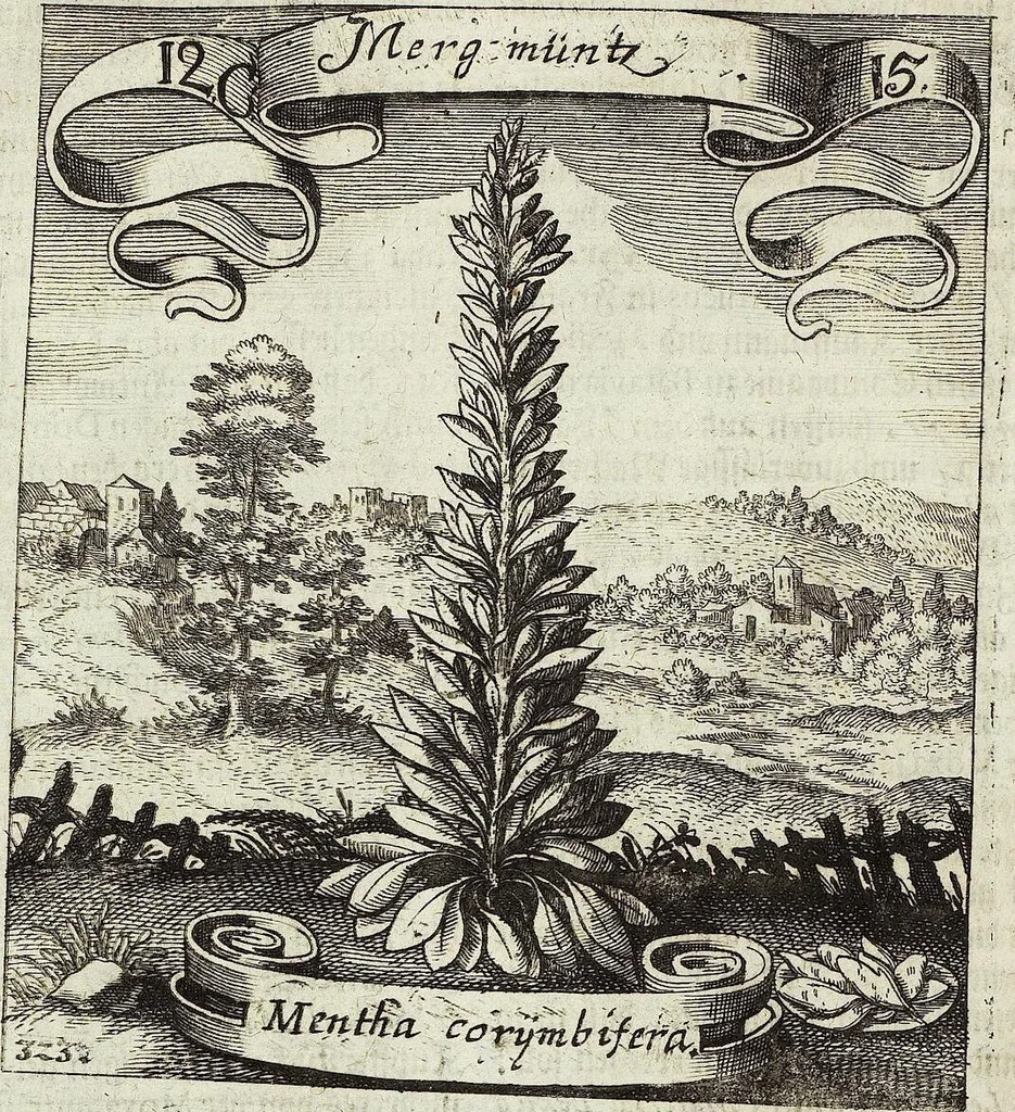 An illustration from Viridarium Reformatum, Seu Regnum Vegetabile, Das ist: Neu-eingerichtetes und Vollständiges Kräuter-Buch: Worinnen auff noch nicht geschehene Weise Derer Vegetabilien, als Kräutern, Sträuchen, Bäumen, Bluhmen und anderer Erd-Gewachsen Art, Krafft und Würckung dergestalt beschrieben werden, daß man dieses Werck statt einer Botanischen Bibliothec haben ... kan, 1719, leaf 492
