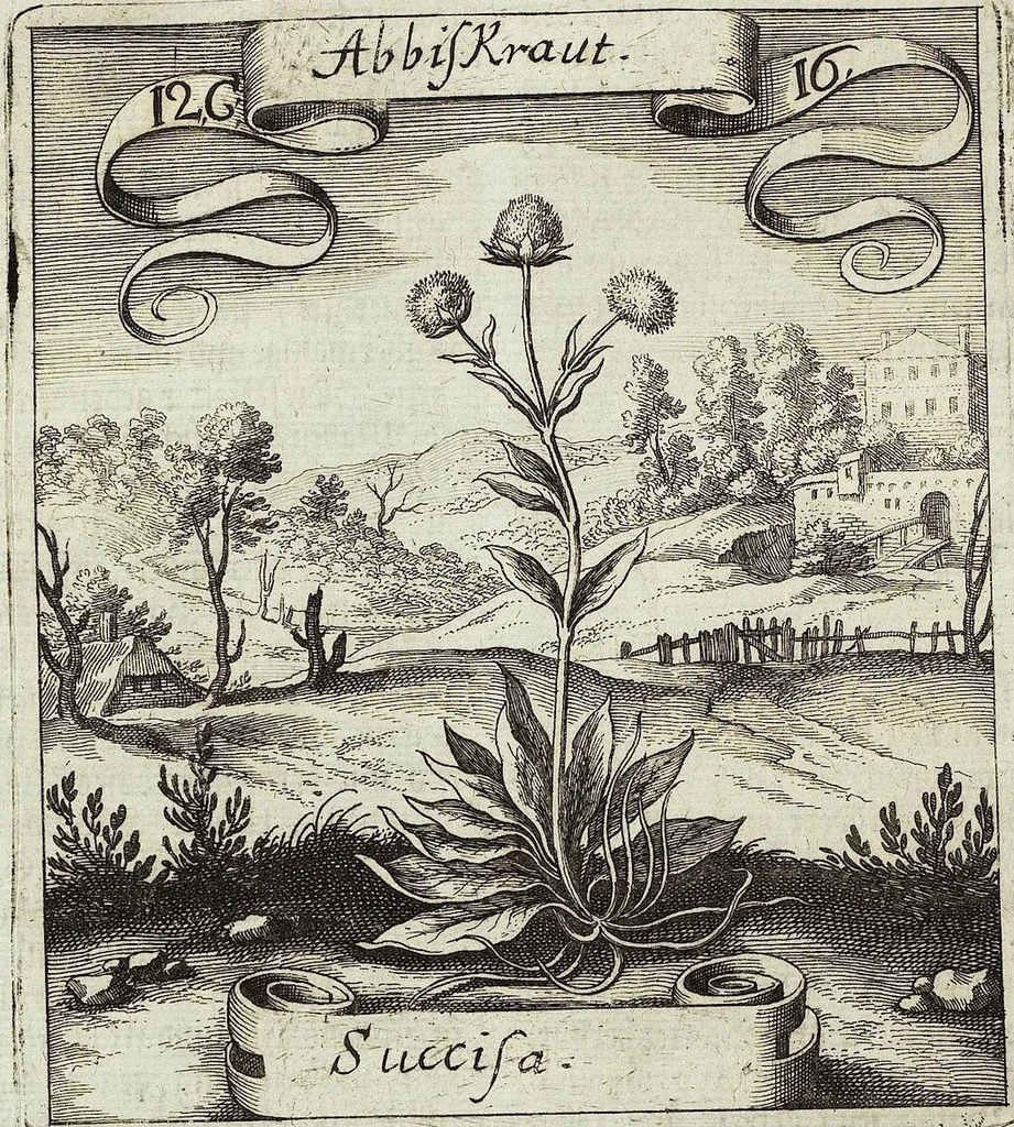 An illustration from Viridarium Reformatum, Seu Regnum Vegetabile, Das ist: Neu-eingerichtetes und Vollständiges Kräuter-Buch: Worinnen auff noch nicht geschehene Weise Derer Vegetabilien, als Kräutern, Sträuchen, Bäumen, Bluhmen und anderer Erd-Gewachsen Art, Krafft und Würckung dergestalt beschrieben werden, daß man dieses Werck statt einer Botanischen Bibliothec haben ... kan, 1719, leaf 494