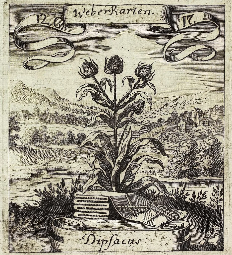 An illustration from Viridarium Reformatum, Seu Regnum Vegetabile, Das ist: Neu-eingerichtetes und Vollständiges Kräuter-Buch: Worinnen auff noch nicht geschehene Weise Derer Vegetabilien, als Kräutern, Sträuchen, Bäumen, Bluhmen und anderer Erd-Gewachsen Art, Krafft und Würckung dergestalt beschrieben werden, daß man dieses Werck statt einer Botanischen Bibliothec haben ... kan, 1719, leaf 496