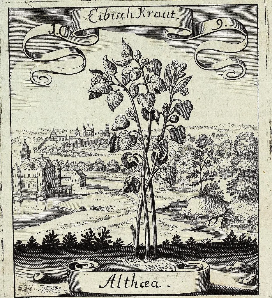 An illustration from Viridarium Reformatum, Seu Regnum Vegetabile, Das ist: Neu-eingerichtetes und Vollständiges Kräuter-Buch: Worinnen auff noch nicht geschehene Weise Derer Vegetabilien, als Kräutern, Sträuchen, Bäumen, Bluhmen und anderer Erd-Gewachsen Art, Krafft und Würckung dergestalt beschrieben werden, daß man dieses Werck statt einer Botanischen Bibliothec haben ... kan, 1719, leaf 50