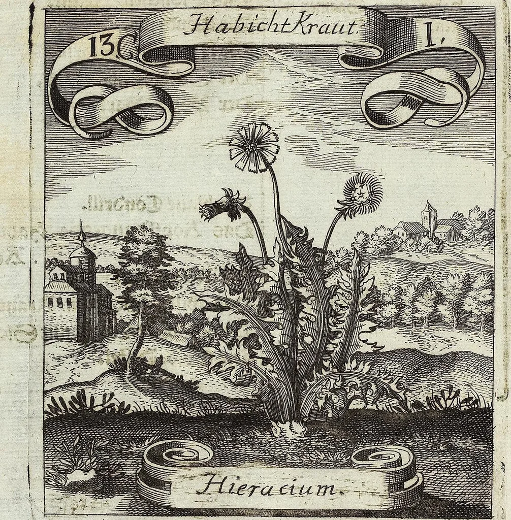 An illustration from Viridarium Reformatum, Seu Regnum Vegetabile, Das ist: Neu-eingerichtetes und Vollständiges Kräuter-Buch: Worinnen auff noch nicht geschehene Weise Derer Vegetabilien, als Kräutern, Sträuchen, Bäumen, Bluhmen und anderer Erd-Gewachsen Art, Krafft und Würckung dergestalt beschrieben werden, daß man dieses Werck statt einer Botanischen Bibliothec haben ... kan, 1719, leaf 500