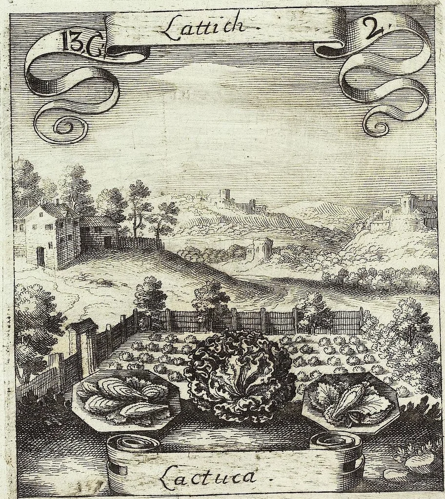 An illustration from Viridarium Reformatum, Seu Regnum Vegetabile, Das ist: Neu-eingerichtetes und Vollständiges Kräuter-Buch: Worinnen auff noch nicht geschehene Weise Derer Vegetabilien, als Kräutern, Sträuchen, Bäumen, Bluhmen und anderer Erd-Gewachsen Art, Krafft und Würckung dergestalt beschrieben werden, daß man dieses Werck statt einer Botanischen Bibliothec haben ... kan, 1719, leaf 504