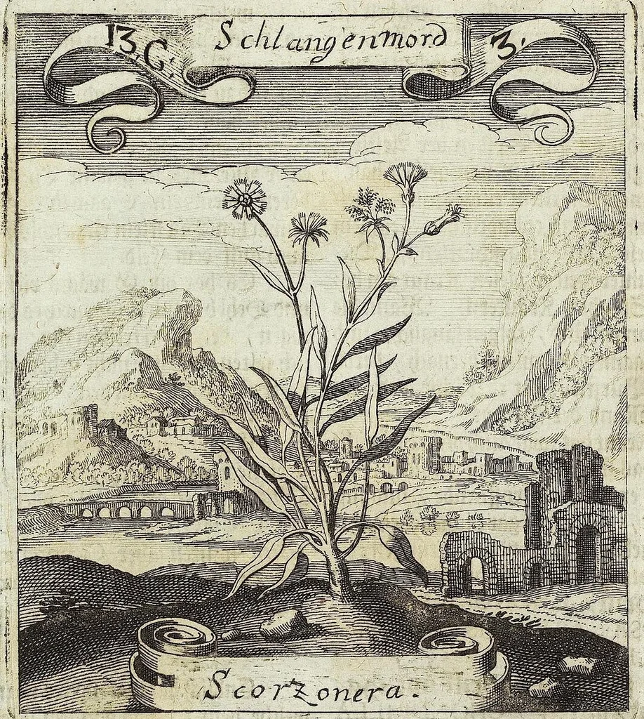 An illustration from Viridarium Reformatum, Seu Regnum Vegetabile, Das ist: Neu-eingerichtetes und Vollständiges Kräuter-Buch: Worinnen auff noch nicht geschehene Weise Derer Vegetabilien, als Kräutern, Sträuchen, Bäumen, Bluhmen und anderer Erd-Gewachsen Art, Krafft und Würckung dergestalt beschrieben werden, daß man dieses Werck statt einer Botanischen Bibliothec haben ... kan, 1719, leaf 508