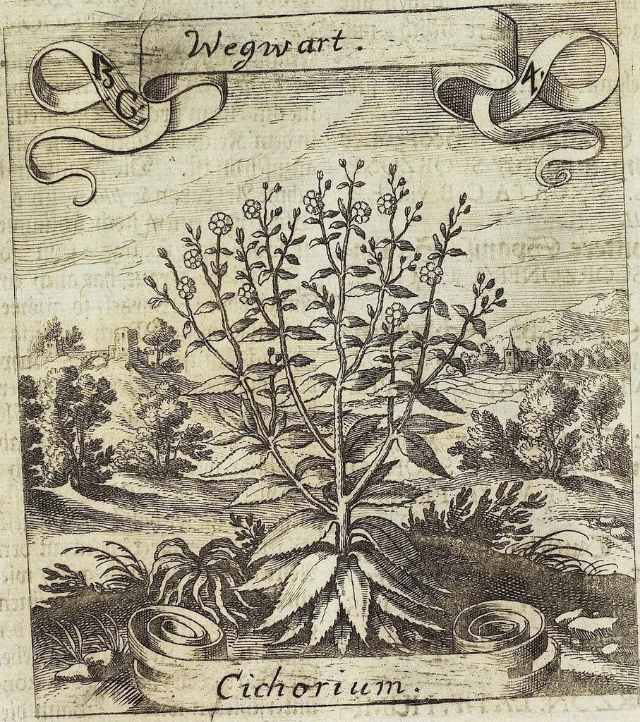 An illustration from Viridarium Reformatum, Seu Regnum Vegetabile, Das ist: Neu-eingerichtetes und Vollständiges Kräuter-Buch: Worinnen auff noch nicht geschehene Weise Derer Vegetabilien, als Kräutern, Sträuchen, Bäumen, Bluhmen und anderer Erd-Gewachsen Art, Krafft und Würckung dergestalt beschrieben werden, daß man dieses Werck statt einer Botanischen Bibliothec haben ... kan, 1719, leaf 510