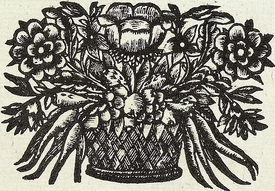 An illustration from Viridarium Reformatum, Seu Regnum Vegetabile, Das ist: Neu-eingerichtetes und Vollständiges Kräuter-Buch: Worinnen auff noch nicht geschehene Weise Derer Vegetabilien, als Kräutern, Sträuchen, Bäumen, Bluhmen und anderer Erd-Gewachsen Art, Krafft und Würckung dergestalt beschrieben werden, daß man dieses Werck statt einer Botanischen Bibliothec haben ... kan, 1719, leaf 512