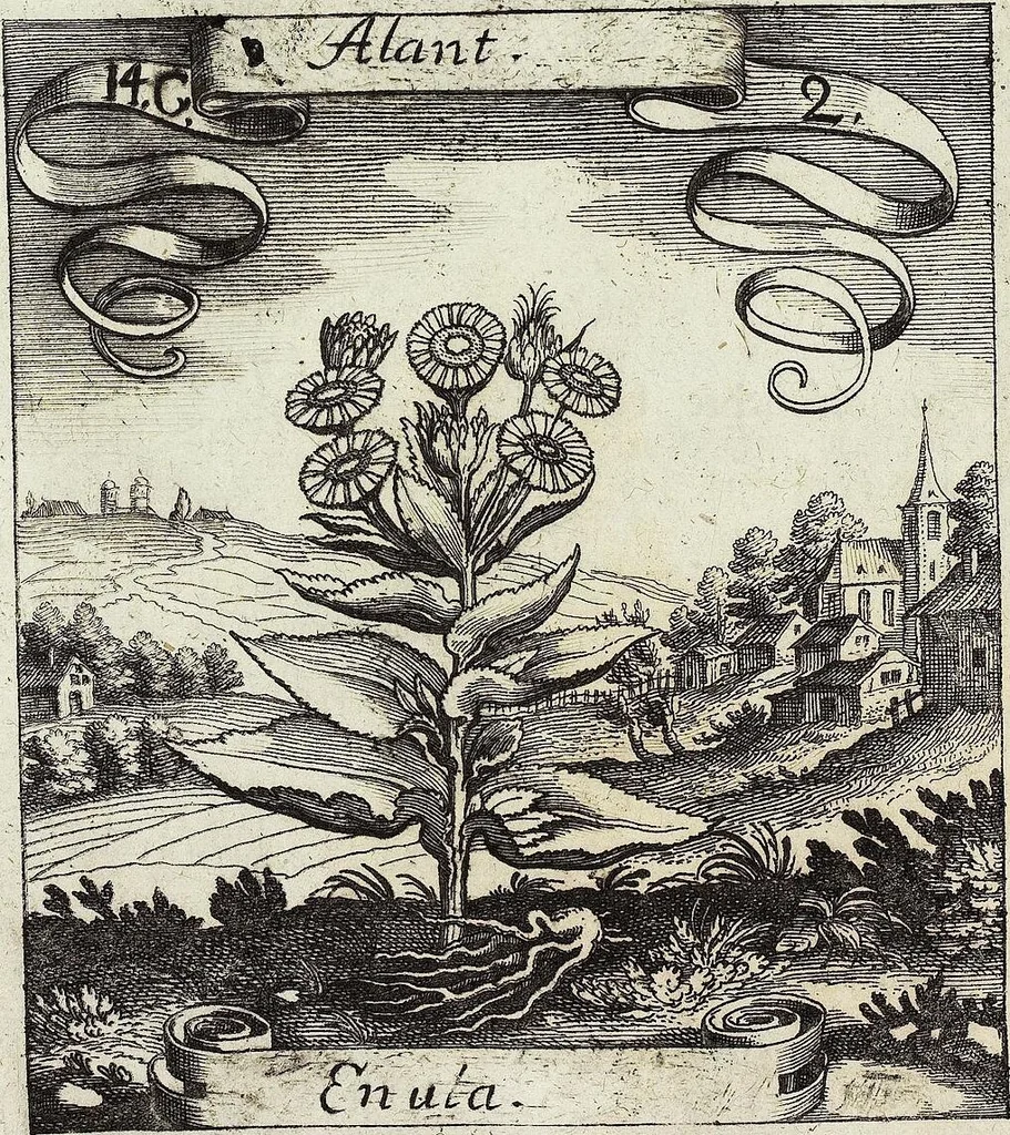 An illustration from Viridarium Reformatum, Seu Regnum Vegetabile, Das ist: Neu-eingerichtetes und Vollständiges Kräuter-Buch: Worinnen auff noch nicht geschehene Weise Derer Vegetabilien, als Kräutern, Sträuchen, Bäumen, Bluhmen und anderer Erd-Gewachsen Art, Krafft und Würckung dergestalt beschrieben werden, daß man dieses Werck statt einer Botanischen Bibliothec haben ... kan, 1719, leaf 516