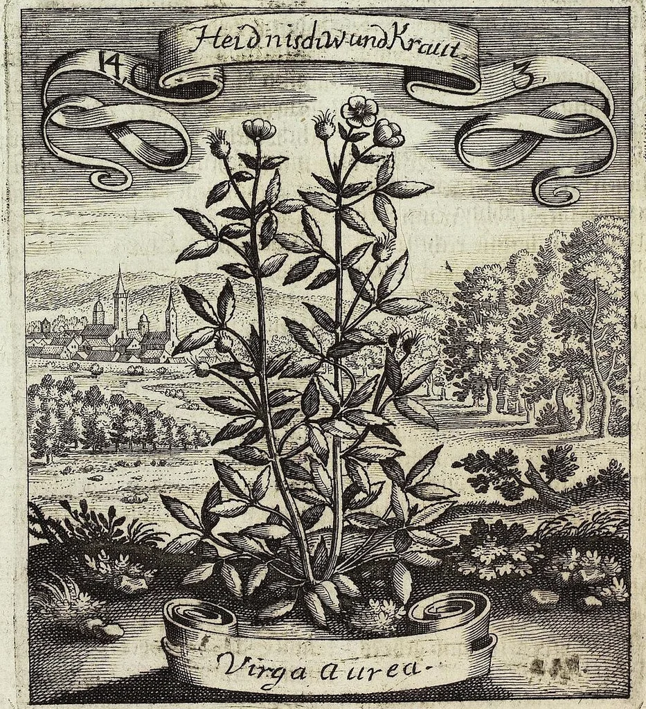 An illustration from Viridarium Reformatum, Seu Regnum Vegetabile, Das ist: Neu-eingerichtetes und Vollständiges Kräuter-Buch: Worinnen auff noch nicht geschehene Weise Derer Vegetabilien, als Kräutern, Sträuchen, Bäumen, Bluhmen und anderer Erd-Gewachsen Art, Krafft und Würckung dergestalt beschrieben werden, daß man dieses Werck statt einer Botanischen Bibliothec haben ... kan, 1719, leaf 518