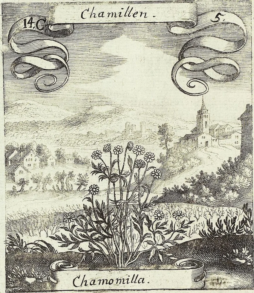 An illustration from Viridarium Reformatum, Seu Regnum Vegetabile, Das ist: Neu-eingerichtetes und Vollständiges Kräuter-Buch: Worinnen auff noch nicht geschehene Weise Derer Vegetabilien, als Kräutern, Sträuchen, Bäumen, Bluhmen und anderer Erd-Gewachsen Art, Krafft und Würckung dergestalt beschrieben werden, daß man dieses Werck statt einer Botanischen Bibliothec haben ... kan, 1719, leaf 524