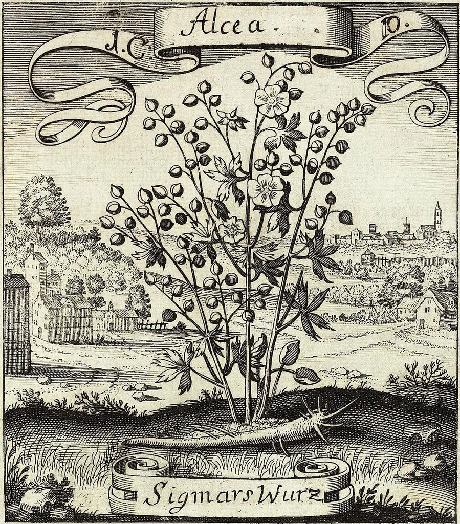 An illustration from Viridarium Reformatum, Seu Regnum Vegetabile, Das ist: Neu-eingerichtetes und Vollständiges Kräuter-Buch: Worinnen auff noch nicht geschehene Weise Derer Vegetabilien, als Kräutern, Sträuchen, Bäumen, Bluhmen und anderer Erd-Gewachsen Art, Krafft und Würckung dergestalt beschrieben werden, daß man dieses Werck statt einer Botanischen Bibliothec haben ... kan, 1719, leaf 53