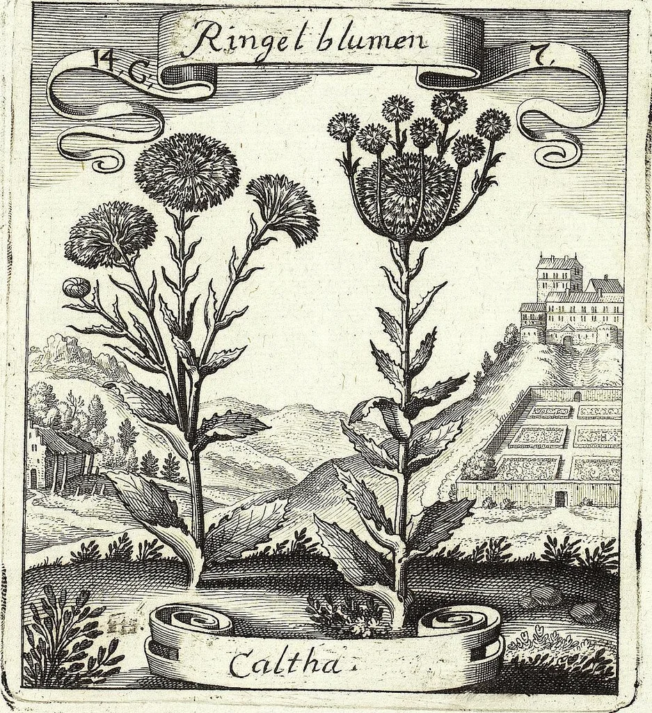 An illustration from Viridarium Reformatum, Seu Regnum Vegetabile, Das ist: Neu-eingerichtetes und Vollständiges Kräuter-Buch: Worinnen auff noch nicht geschehene Weise Derer Vegetabilien, als Kräutern, Sträuchen, Bäumen, Bluhmen und anderer Erd-Gewachsen Art, Krafft und Würckung dergestalt beschrieben werden, daß man dieses Werck statt einer Botanischen Bibliothec haben ... kan, 1719, leaf 531