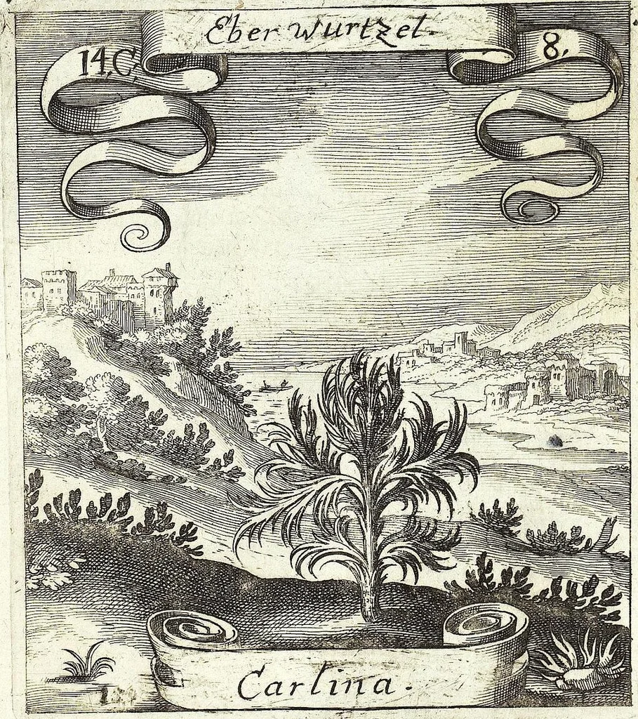 An illustration from Viridarium Reformatum, Seu Regnum Vegetabile, Das ist: Neu-eingerichtetes und Vollständiges Kräuter-Buch: Worinnen auff noch nicht geschehene Weise Derer Vegetabilien, als Kräutern, Sträuchen, Bäumen, Bluhmen und anderer Erd-Gewachsen Art, Krafft und Würckung dergestalt beschrieben werden, daß man dieses Werck statt einer Botanischen Bibliothec haben ... kan, 1719, leaf 533