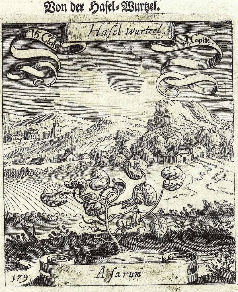 An illustration from Viridarium Reformatum, Seu Regnum Vegetabile, Das ist: Neu-eingerichtetes und Vollständiges Kräuter-Buch: Worinnen auff noch nicht geschehene Weise Derer Vegetabilien, als Kräutern, Sträuchen, Bäumen, Bluhmen und anderer Erd-Gewachsen Art, Krafft und Würckung dergestalt beschrieben werden, daß man dieses Werck statt einer Botanischen Bibliothec haben ... kan, 1719, leaf 537