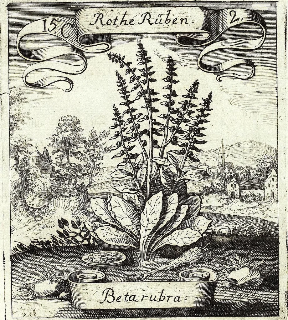 An illustration from Viridarium Reformatum, Seu Regnum Vegetabile, Das ist: Neu-eingerichtetes und Vollständiges Kräuter-Buch: Worinnen auff noch nicht geschehene Weise Derer Vegetabilien, als Kräutern, Sträuchen, Bäumen, Bluhmen und anderer Erd-Gewachsen Art, Krafft und Würckung dergestalt beschrieben werden, daß man dieses Werck statt einer Botanischen Bibliothec haben ... kan, 1719, leaf 539