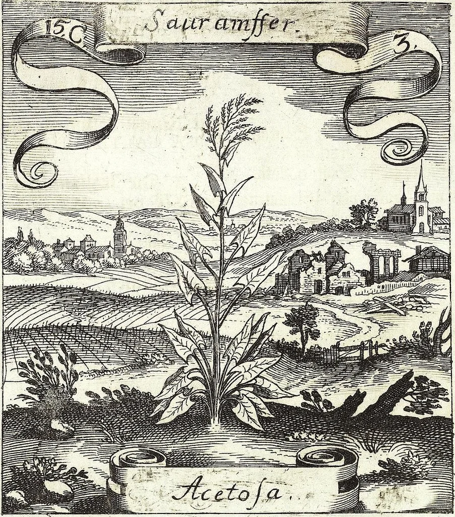 An illustration from Viridarium Reformatum, Seu Regnum Vegetabile, Das ist: Neu-eingerichtetes und Vollständiges Kräuter-Buch: Worinnen auff noch nicht geschehene Weise Derer Vegetabilien, als Kräutern, Sträuchen, Bäumen, Bluhmen und anderer Erd-Gewachsen Art, Krafft und Würckung dergestalt beschrieben werden, daß man dieses Werck statt einer Botanischen Bibliothec haben ... kan, 1719, leaf 541