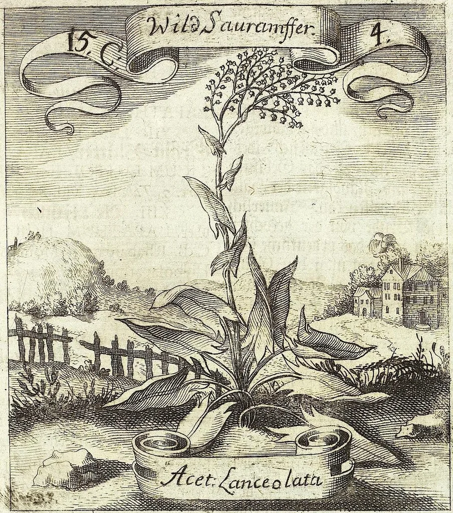 An illustration from Viridarium Reformatum, Seu Regnum Vegetabile, Das ist: Neu-eingerichtetes und Vollständiges Kräuter-Buch: Worinnen auff noch nicht geschehene Weise Derer Vegetabilien, als Kräutern, Sträuchen, Bäumen, Bluhmen und anderer Erd-Gewachsen Art, Krafft und Würckung dergestalt beschrieben werden, daß man dieses Werck statt einer Botanischen Bibliothec haben ... kan, 1719, leaf 543