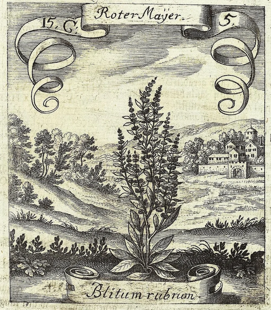 An illustration from Viridarium Reformatum, Seu Regnum Vegetabile, Das ist: Neu-eingerichtetes und Vollständiges Kräuter-Buch: Worinnen auff noch nicht geschehene Weise Derer Vegetabilien, als Kräutern, Sträuchen, Bäumen, Bluhmen und anderer Erd-Gewachsen Art, Krafft und Würckung dergestalt beschrieben werden, daß man dieses Werck statt einer Botanischen Bibliothec haben ... kan, 1719, leaf 545
