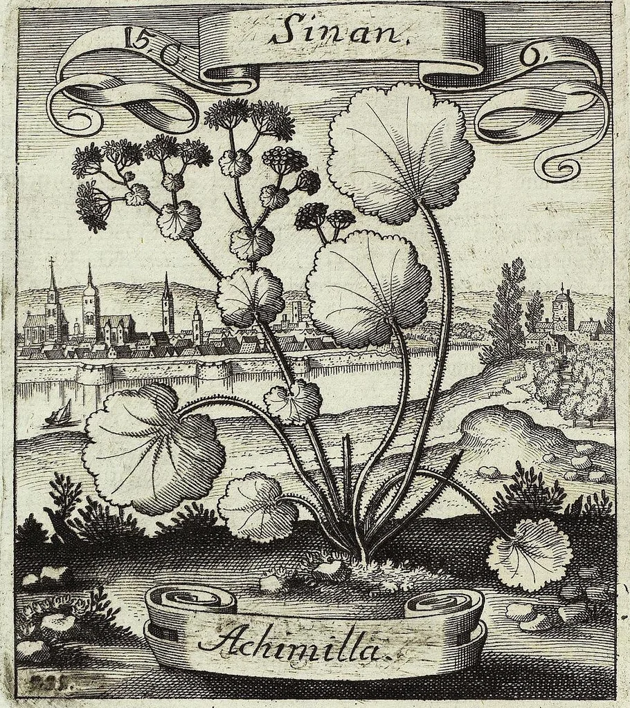 An illustration from Viridarium Reformatum, Seu Regnum Vegetabile, Das ist: Neu-eingerichtetes und Vollständiges Kräuter-Buch: Worinnen auff noch nicht geschehene Weise Derer Vegetabilien, als Kräutern, Sträuchen, Bäumen, Bluhmen und anderer Erd-Gewachsen Art, Krafft und Würckung dergestalt beschrieben werden, daß man dieses Werck statt einer Botanischen Bibliothec haben ... kan, 1719, leaf 548
