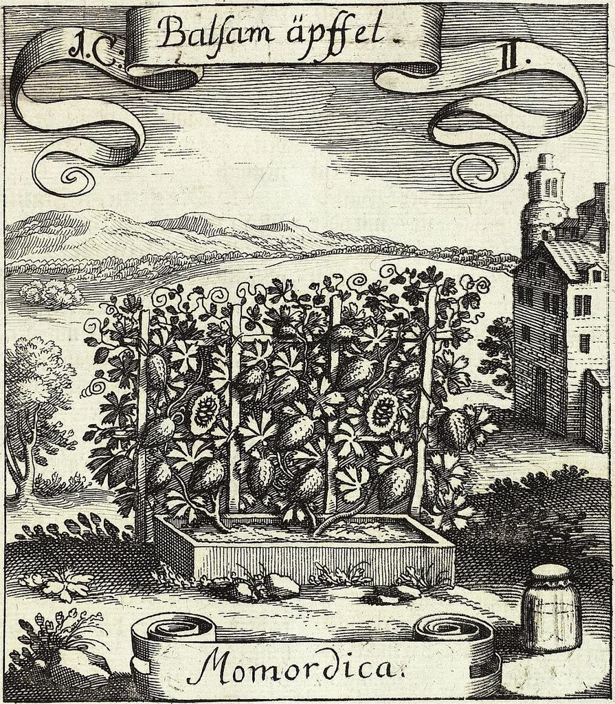 An illustration from Viridarium Reformatum, Seu Regnum Vegetabile, Das ist: Neu-eingerichtetes und Vollständiges Kräuter-Buch: Worinnen auff noch nicht geschehene Weise Derer Vegetabilien, als Kräutern, Sträuchen, Bäumen, Bluhmen und anderer Erd-Gewachsen Art, Krafft und Würckung dergestalt beschrieben werden, daß man dieses Werck statt einer Botanischen Bibliothec haben ... kan, 1719, leaf 55