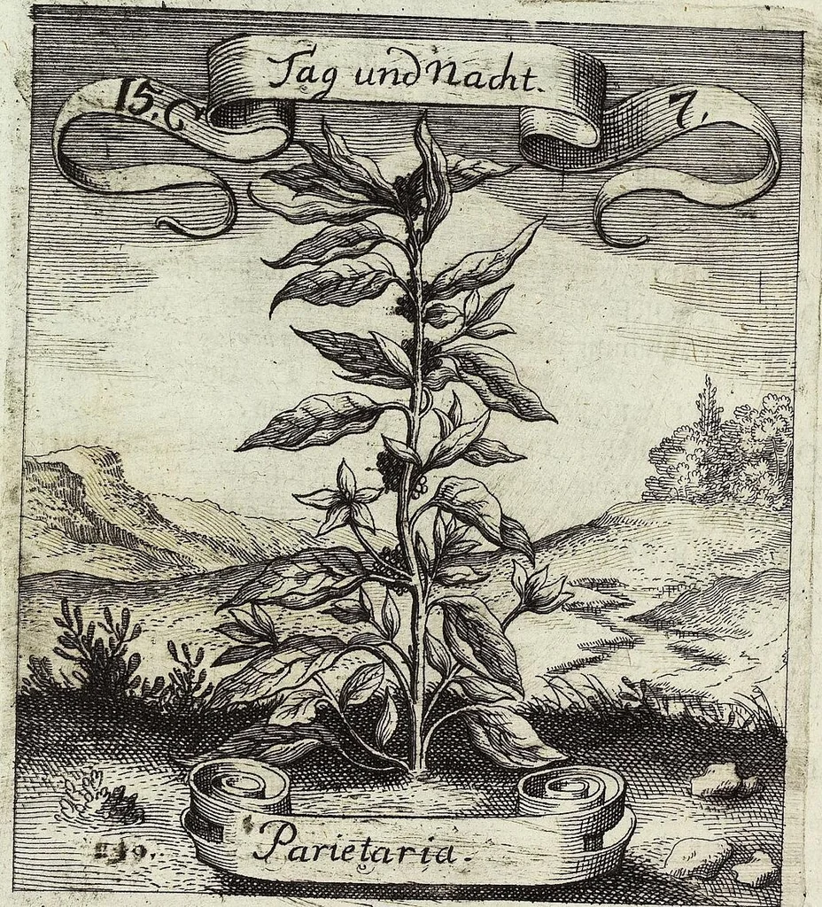 An illustration from Viridarium Reformatum, Seu Regnum Vegetabile, Das ist: Neu-eingerichtetes und Vollständiges Kräuter-Buch: Worinnen auff noch nicht geschehene Weise Derer Vegetabilien, als Kräutern, Sträuchen, Bäumen, Bluhmen und anderer Erd-Gewachsen Art, Krafft und Würckung dergestalt beschrieben werden, daß man dieses Werck statt einer Botanischen Bibliothec haben ... kan, 1719, leaf 550