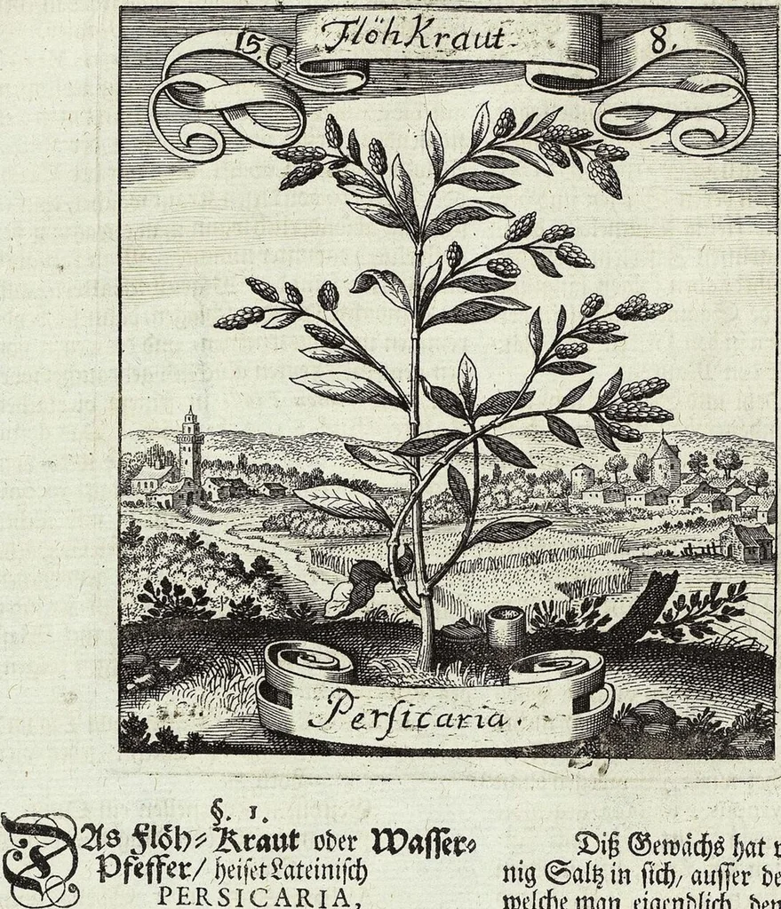 An illustration from Viridarium Reformatum, Seu Regnum Vegetabile, Das ist: Neu-eingerichtetes und Vollständiges Kräuter-Buch: Worinnen auff noch nicht geschehene Weise Derer Vegetabilien, als Kräutern, Sträuchen, Bäumen, Bluhmen und anderer Erd-Gewachsen Art, Krafft und Würckung dergestalt beschrieben werden, daß man dieses Werck statt einer Botanischen Bibliothec haben ... kan, 1719, leaf 552