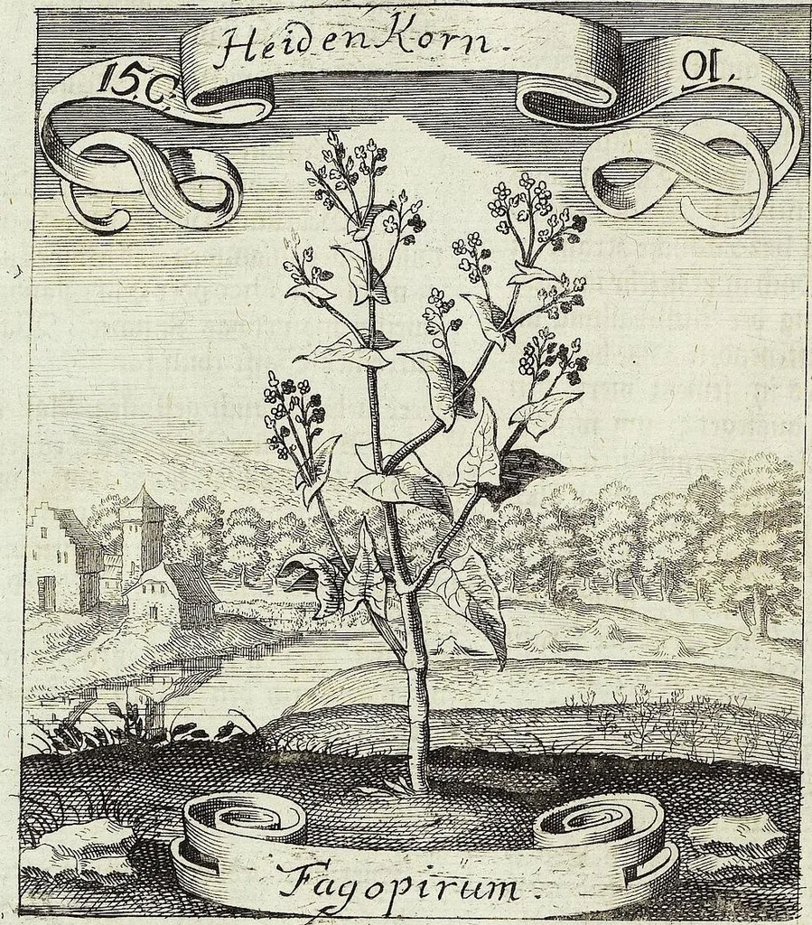 An illustration from Viridarium Reformatum, Seu Regnum Vegetabile, Das ist: Neu-eingerichtetes und Vollständiges Kräuter-Buch: Worinnen auff noch nicht geschehene Weise Derer Vegetabilien, als Kräutern, Sträuchen, Bäumen, Bluhmen und anderer Erd-Gewachsen Art, Krafft und Würckung dergestalt beschrieben werden, daß man dieses Werck statt einer Botanischen Bibliothec haben ... kan, 1719, leaf 556