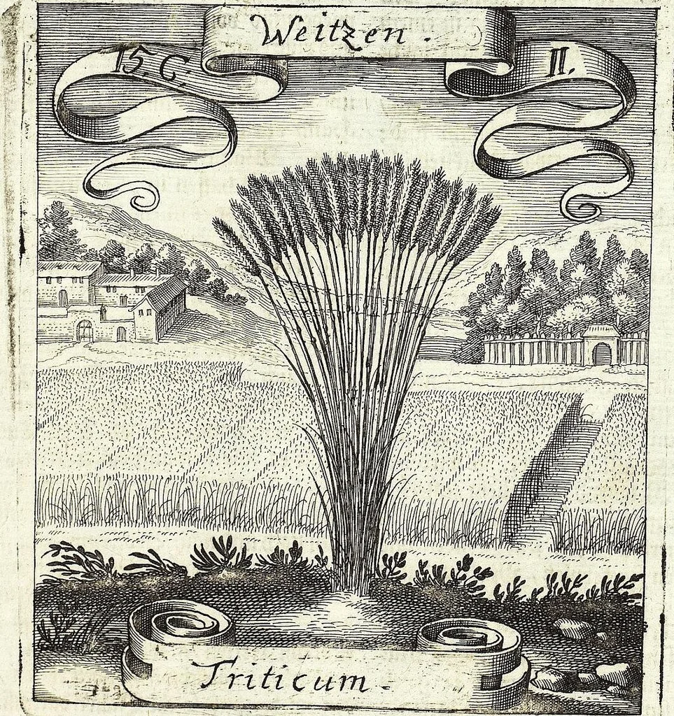 An illustration from Viridarium Reformatum, Seu Regnum Vegetabile, Das ist: Neu-eingerichtetes und Vollständiges Kräuter-Buch: Worinnen auff noch nicht geschehene Weise Derer Vegetabilien, als Kräutern, Sträuchen, Bäumen, Bluhmen und anderer Erd-Gewachsen Art, Krafft und Würckung dergestalt beschrieben werden, daß man dieses Werck statt einer Botanischen Bibliothec haben ... kan, 1719, leaf 557