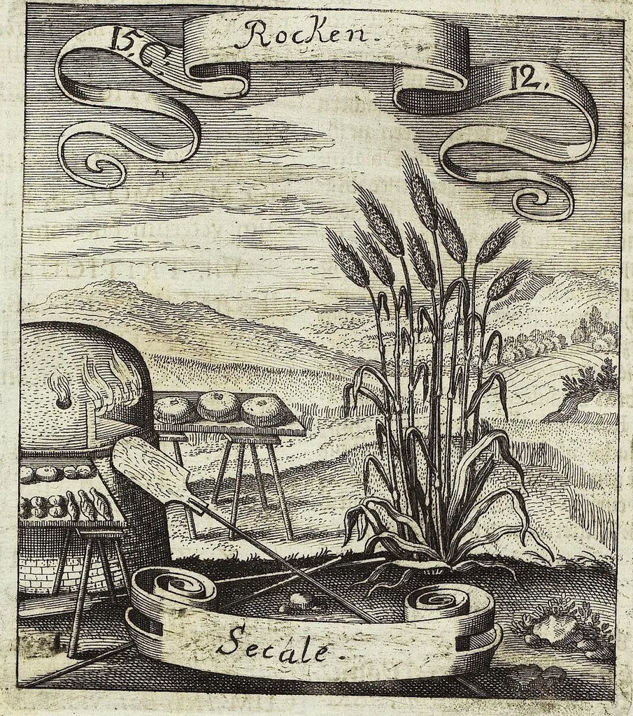 An illustration from Viridarium Reformatum, Seu Regnum Vegetabile, Das ist: Neu-eingerichtetes und Vollständiges Kräuter-Buch: Worinnen auff noch nicht geschehene Weise Derer Vegetabilien, als Kräutern, Sträuchen, Bäumen, Bluhmen und anderer Erd-Gewachsen Art, Krafft und Würckung dergestalt beschrieben werden, daß man dieses Werck statt einer Botanischen Bibliothec haben ... kan, 1719, leaf 560