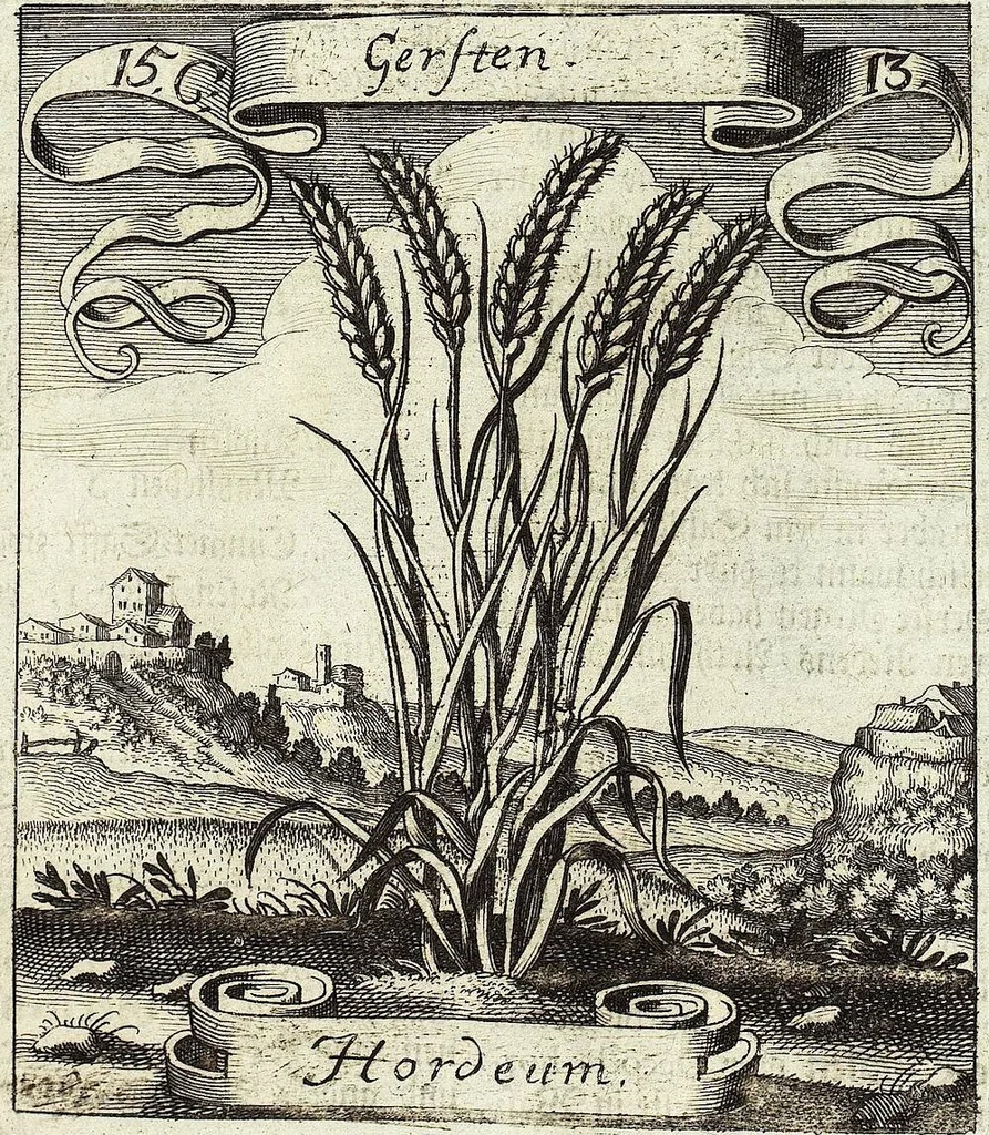 An illustration from Viridarium Reformatum, Seu Regnum Vegetabile, Das ist: Neu-eingerichtetes und Vollständiges Kräuter-Buch: Worinnen auff noch nicht geschehene Weise Derer Vegetabilien, als Kräutern, Sträuchen, Bäumen, Bluhmen und anderer Erd-Gewachsen Art, Krafft und Würckung dergestalt beschrieben werden, daß man dieses Werck statt einer Botanischen Bibliothec haben ... kan, 1719, leaf 563