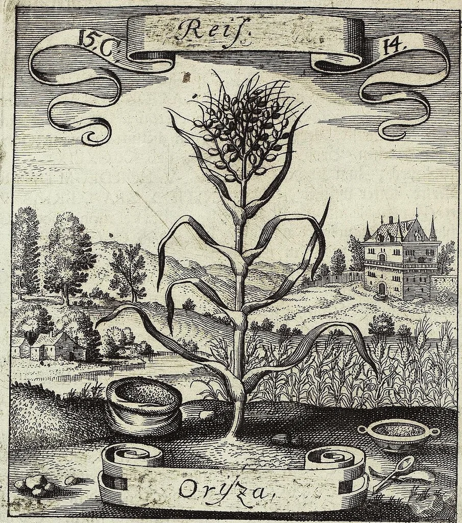 An illustration from Viridarium Reformatum, Seu Regnum Vegetabile, Das ist: Neu-eingerichtetes und Vollständiges Kräuter-Buch: Worinnen auff noch nicht geschehene Weise Derer Vegetabilien, als Kräutern, Sträuchen, Bäumen, Bluhmen und anderer Erd-Gewachsen Art, Krafft und Würckung dergestalt beschrieben werden, daß man dieses Werck statt einer Botanischen Bibliothec haben ... kan, 1719, leaf 566