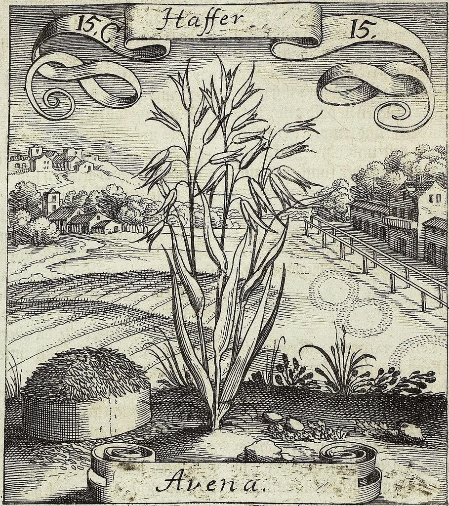 An illustration from Viridarium Reformatum, Seu Regnum Vegetabile, Das ist: Neu-eingerichtetes und Vollständiges Kräuter-Buch: Worinnen auff noch nicht geschehene Weise Derer Vegetabilien, als Kräutern, Sträuchen, Bäumen, Bluhmen und anderer Erd-Gewachsen Art, Krafft und Würckung dergestalt beschrieben werden, daß man dieses Werck statt einer Botanischen Bibliothec haben ... kan, 1719, leaf 568