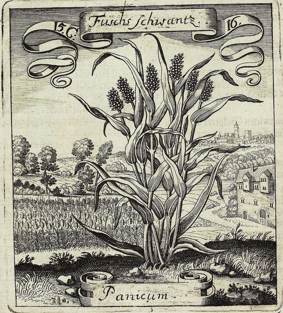 An illustration from Viridarium Reformatum, Seu Regnum Vegetabile, Das ist: Neu-eingerichtetes und Vollständiges Kräuter-Buch: Worinnen auff noch nicht geschehene Weise Derer Vegetabilien, als Kräutern, Sträuchen, Bäumen, Bluhmen und anderer Erd-Gewachsen Art, Krafft und Würckung dergestalt beschrieben werden, daß man dieses Werck statt einer Botanischen Bibliothec haben ... kan, 1719, leaf 570